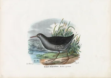 Wasserralle, 1863-79